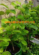 Magnolia grandiflora "Gallisioniere" 130-160cm / 5-6 Lt. Topf