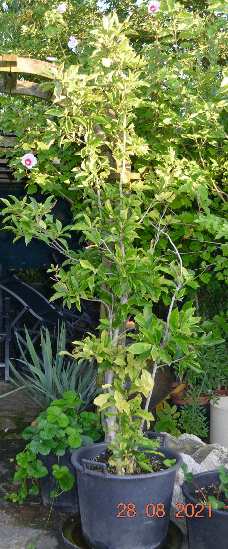 Magnolia "Susan" magenta-rote Blüten 200-250 cm / 50 Lt. Topf