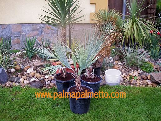 Nannorrhops ritchiana arabica / 70-90 cm, Multistamm