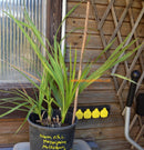 Nannorrhops ritchiana arabica / 70-90 cm, Multistamm