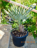 Nannorhops ritchiana "Mazaripalme Silver" 80-110 cm (Gesamthöhe inkl. Topf) 34 cm Topf