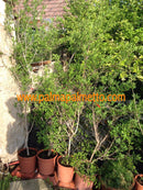 Olivenbaum "Mexikanische Olive" 180-220 / 12-14 Lt. Topf mit Stamm