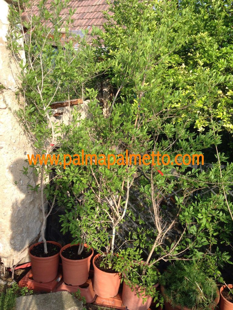 Olivenbaum "Mexikanische Olive" 60-90 cm