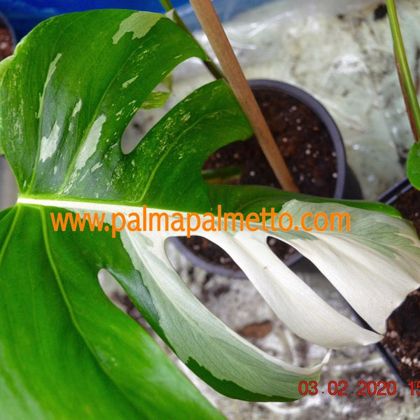 Monstera Deliciosa Albo variegata