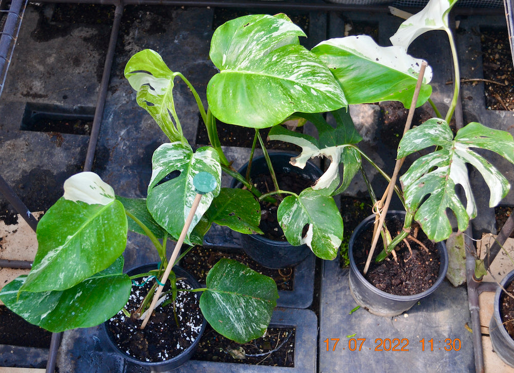 philodendron strawberry shake variegata Philodendron Strawberry Shake Variegata main image 1