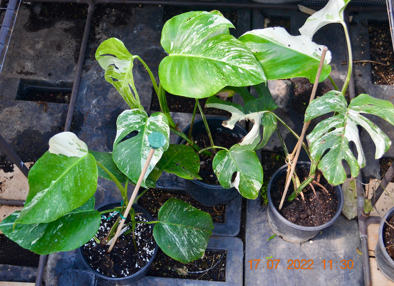 Monstera variegata - panaschiertes Fensterblatt / 3-5 Blätter, getopft