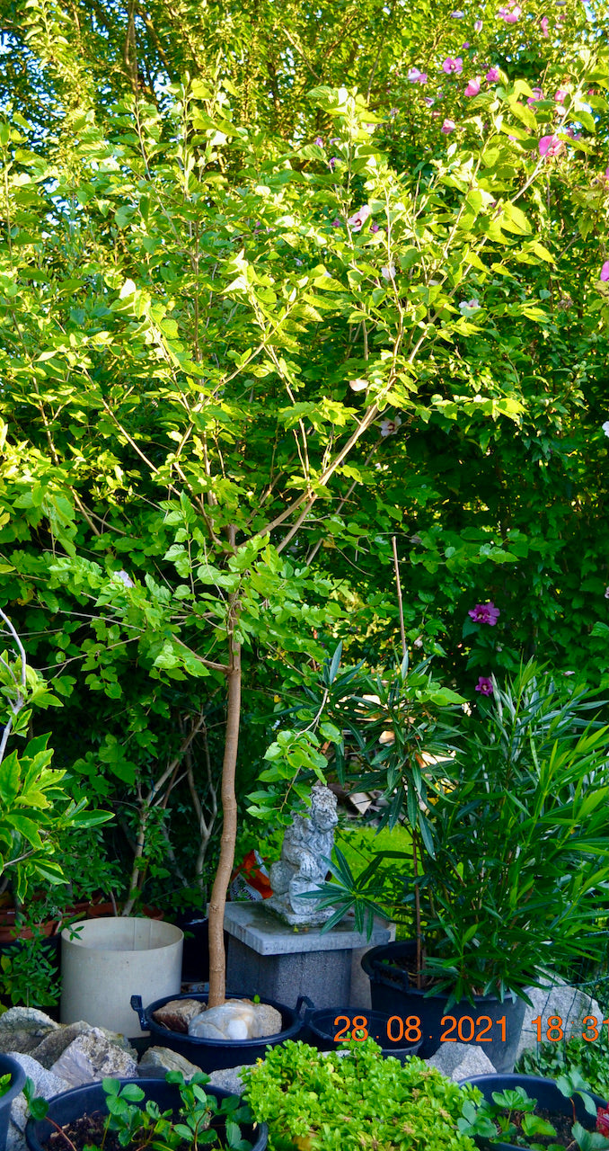 Morus alba - Weißer Maulbeerbaum 300-350 cm mit Stamm / 40 cm  / Nur Abholung