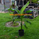 Musa sikkimensis "Red Tiger" 100-130 cm Verkauf NUR Stamm
