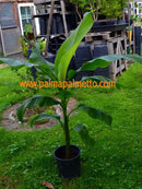 Musa sikkimensis "Red Tiger" 100-130 cm Verkauf NUR Stamm