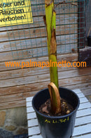 Musa basjoo - 120- 150 cm Verkauf NUR Stamm / im 10-12 Lt.Topf