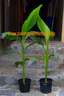 Musa sikkimensis "Red Tiger" 100-130 cm Verkauf NUR Stamm