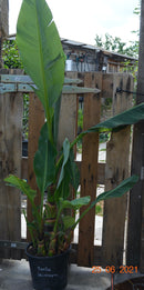 Musella lasiocarpa Goldene Lotus Banane "Multistamm" 130-150cm (Gesamthöhe inkl. Topf) 10-15 Lt. Topf