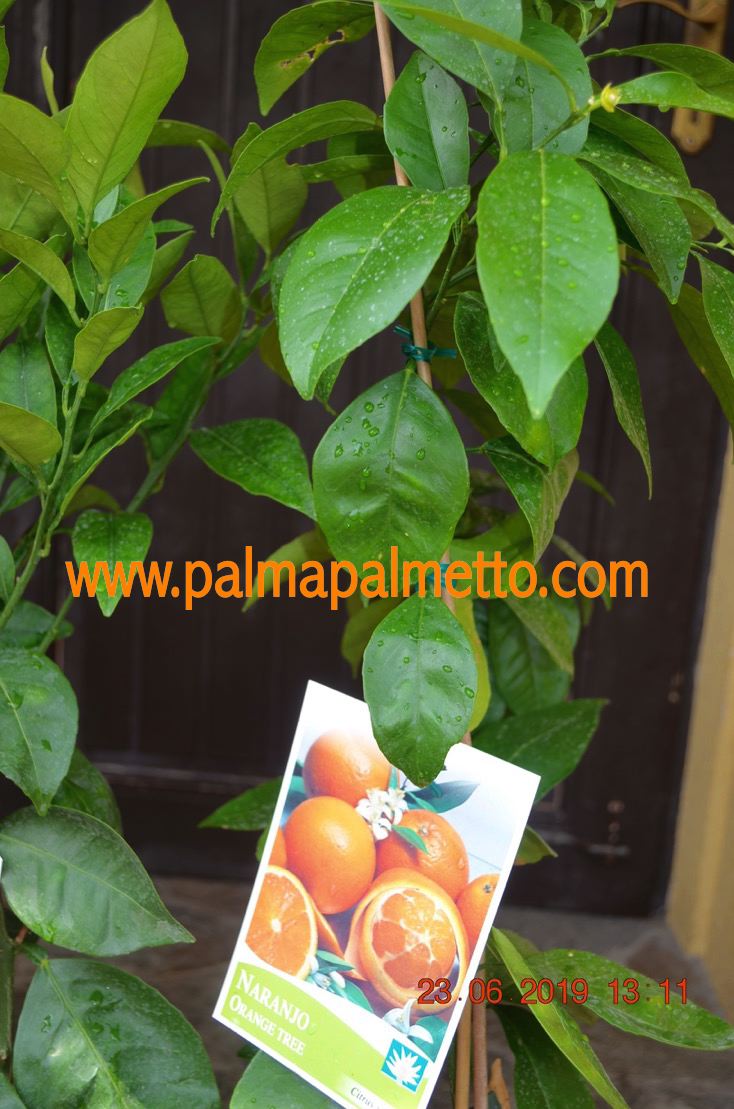 Citrus sinensis "Naranjo" / 120-140 cm