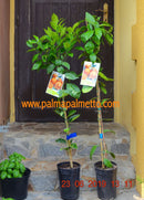 Citrus Clementino "Esbal" / 150-170 cm (Gesamthöhe inkl. Topf)