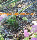 Nolina texana fh 523.38 / 20-30 cm