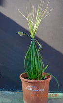 Nolina lindheimeriana 60-80 cm buschig/ 10-12 Lt. Topf