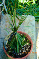 Nolina lindheimeriana 60-80 cm buschig/ 10-12 Lt. Topf