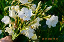 Oleander Album Plenum 100-130 cm (Gesamthöhe inkl. Topf) 7-9 Lt. Topf- Originalfoto