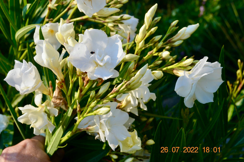 Oleander Album Plenum 80-120 cm / 4-6 Lt. Topf