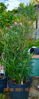 Oleander atlas Nain di Tidili 180-220 cm (Gesamthöhe inkl. Topf) 50 Lt. Topf / Nur Abholung