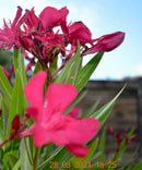 Oleander Claudia 100-140 cm (Gesamthöhe inkl.Topf) 7-9 Lt. Topf