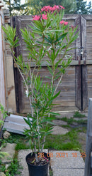 Oleander Claudia 100-140 cm (Gesamthöhe inkl.Topf) 7-9 Lt. Topf