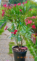 Oleander Jannoch 110-140 cm (Gesamthöhe inkl.Topf) 7-9 Lt.Topf