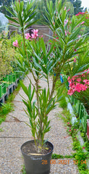 Oleander Taurus 110-140 cm (Gesamthöhe inkl. Topf) 7-9 Lt. Topf