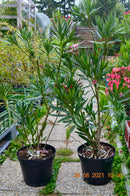 Oleander Villa romaine 110-130 cm (Gesamthöhe inkl.Topf) 7-9 Lt. Topf