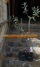 Olea europaea "Kalamon" 90-120 cm / Pflanzsack