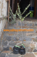 Olea europaea "Koroneiki" 70-90 cm / Pflanzsack