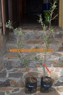 Olea europaea "Petroelia" 90-120 cm / Pflanzsack