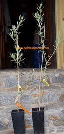 Olea europaea "Chalkidiki" 110-140 cm / 3-5 Lt.Topf