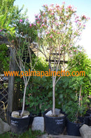 2 Stück Nerium Oleander Atlas 180-220 cm / Topf 50 cm ∅