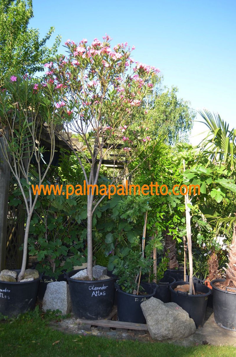 2 Stück Nerium Oleander Atlas 180-220 cm / Topf 50 cm ∅