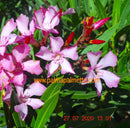 Nerium oleander atlas Nain di Tidili 70-100 cm / 7-9 Lt. Topf