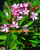 Nerium oleander atlas Nain di Tidili 70-100 cm / 7-9 Lt. Topf