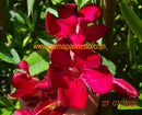 Nerium oleander Jannoch 70-100 cm / 3-5 Lt. Topf