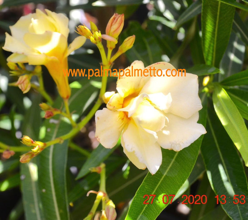 Nerium oleander Luteum Plenum Double Yellow 90-120 cm / 3-5 Lt. Topf