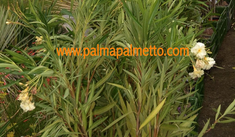 Nerium oleander Luteum Plenum Double Yellow 90-120 cm / 3-5 Lt. Topf