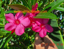 Nerium oleander Margarita 80-110 cm / 3-5 Lt. Topf
