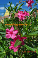 Nerium oleander Margarita 80-110 cm / 3-5 Lt. Topf