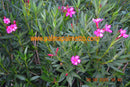 Nerium oleander Minouche 80-100 cm / 3-5 Lt. Topf