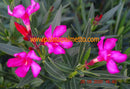 Nerium oleander Minouche 80-100 cm / 3-5 Lt. Topf