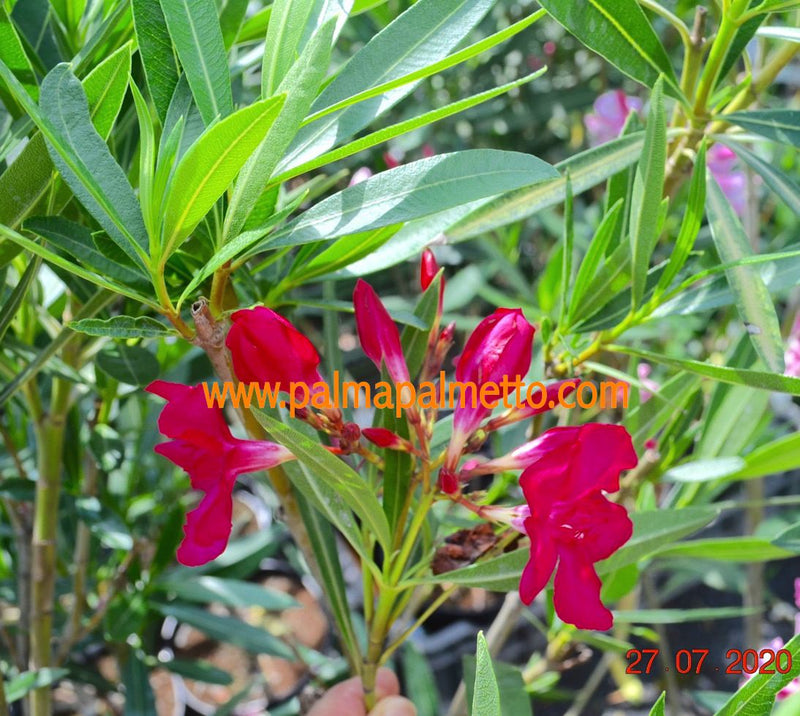 Nerium oleander Hardy Red 50-70 cm / 3-5 Lt. Topf