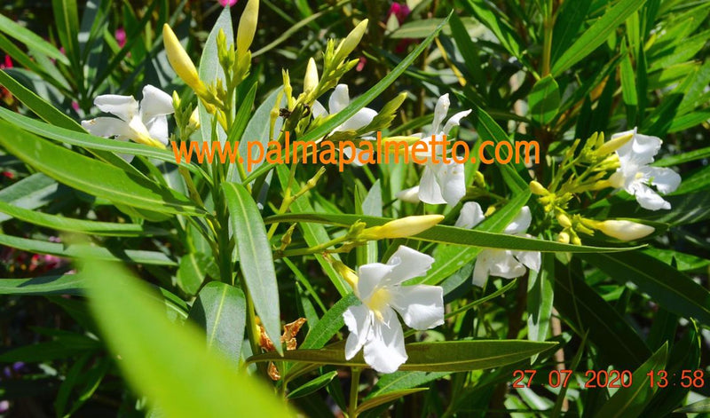 Nerium oleander Soeur Agnes 110-150 cm / 3-5 Lt. Topf