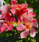 Oleander Soleil Levant 110-150 cm / 3-5 Lt. Topf