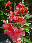 Oleander Soleil Levant 110-150 cm / 3-5 Lt. Topf