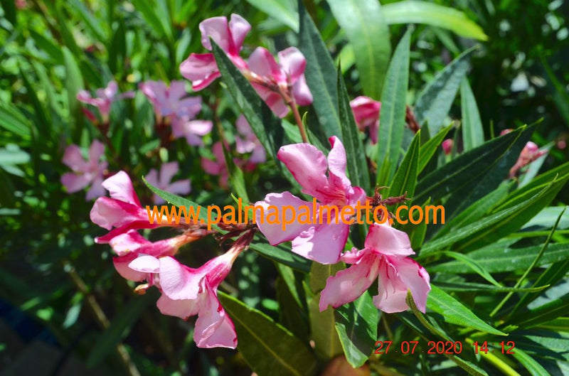 Nerium oleander Taurus 110-150 cm / 3-5 Lt. Topf