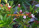 Nerium oleander provence SV de Michel 70-100 cm / 3-5 Lt.